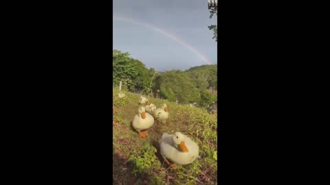 Cutest Ducks you will ever see.