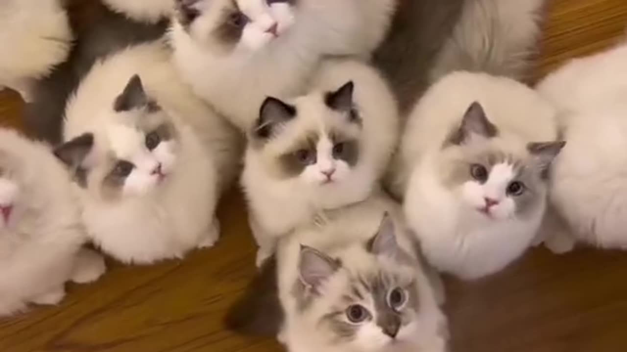 cat playing funny video