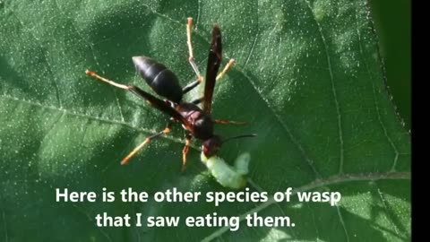 Gardening Quick Tip #8 - Let Wasps Eat Your Caterpillars For You