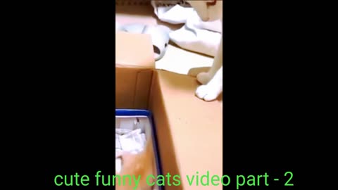 cute cate funny video