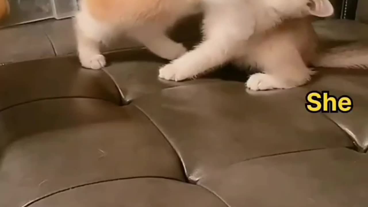 Adorable cats show you love..