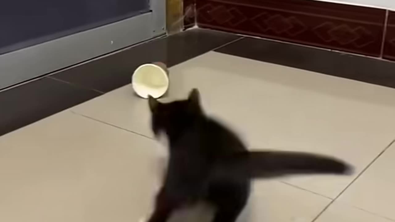 Cats funny time 😁🤣