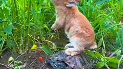 Nature and beauty