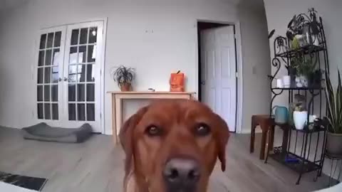 Dog moves security camera so he can secretly eat food off the table | funny video