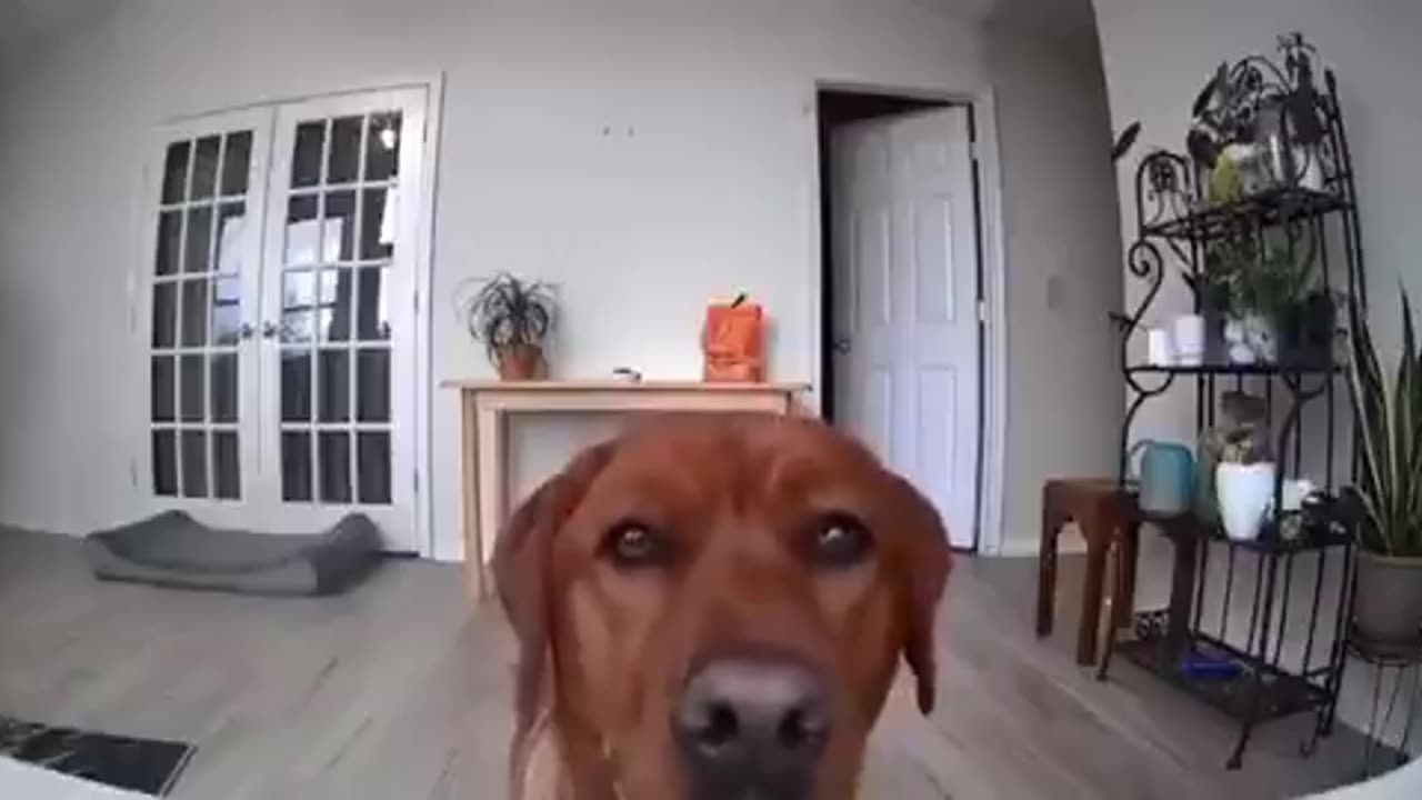 Dog moves security camera so he can secretly eat food off the table | funny video