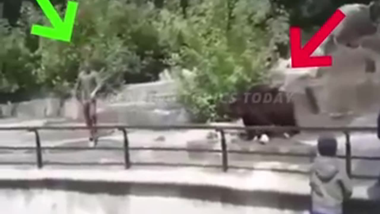 Drunk Man Fights a Bear… and WINS!