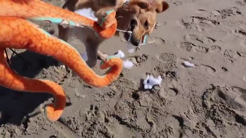 golden-retriever-plays-with-octopus-in-ocean