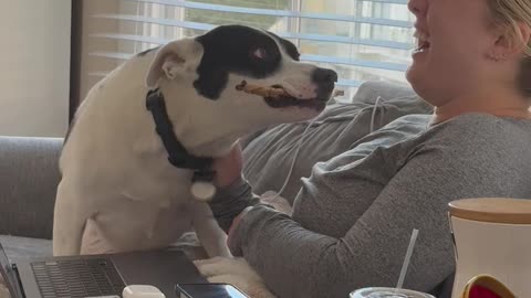 Dog Interrupts Zoom Meeting