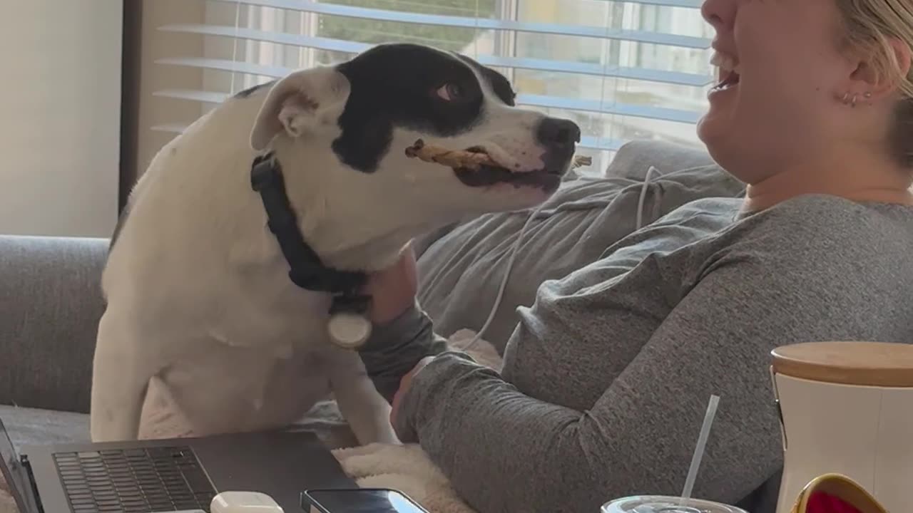 Dog Interrupts Zoom Meeting