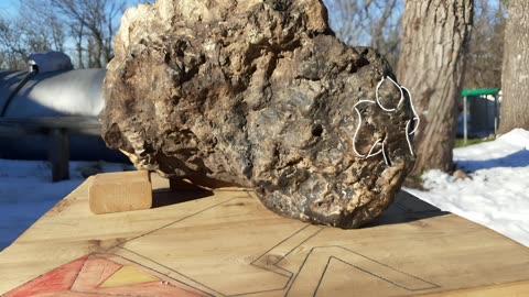 Morphological analysis of Earth adolescent T-Rex School