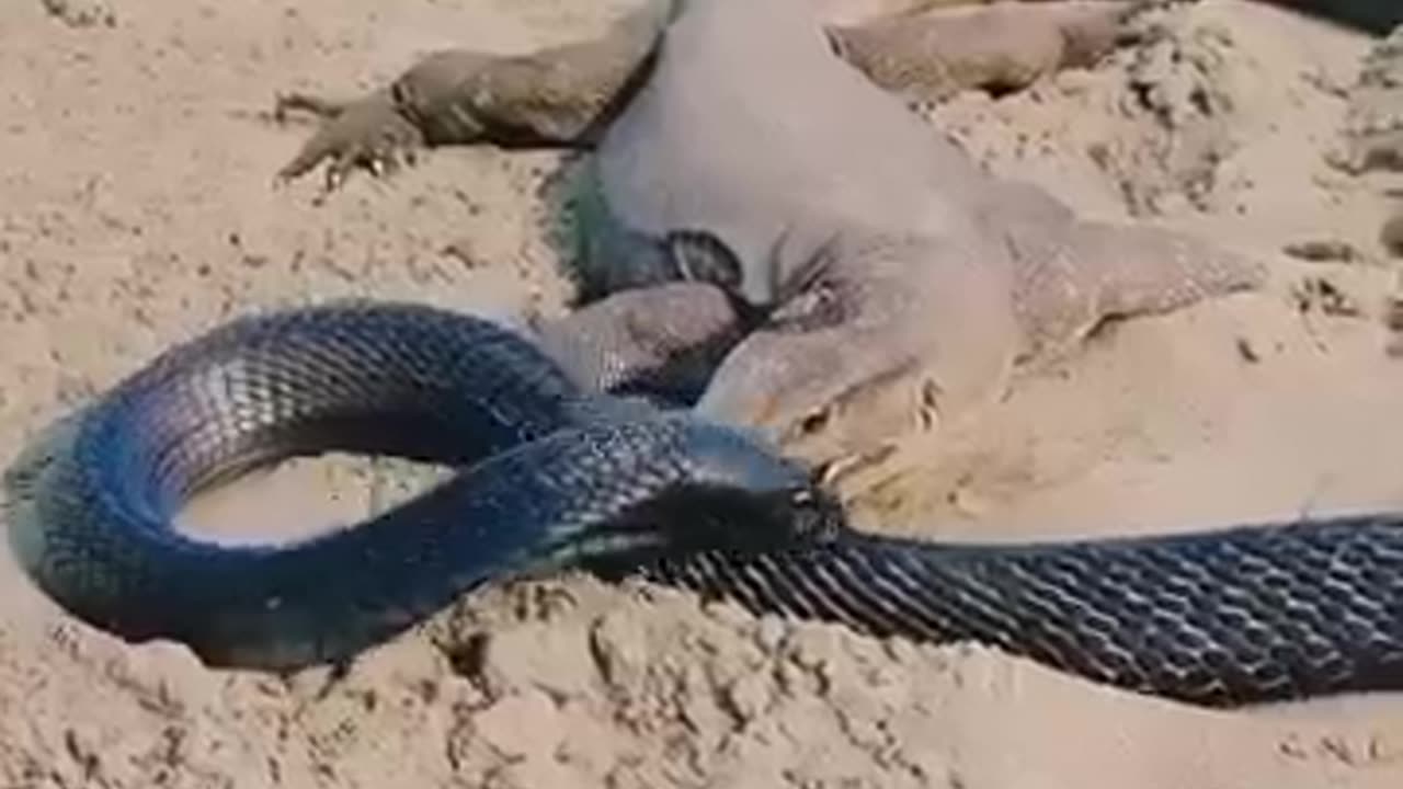 Fight between Kute snake and Gokhara snake