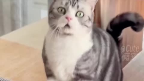 Funny cats