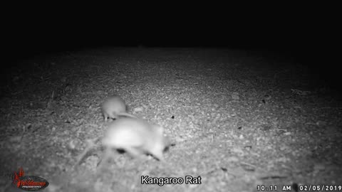 Arizona Trail Camera, Kangaroo Rat, Lizard, and Javelina