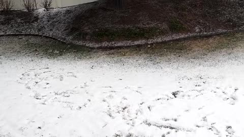 Boston Terrier Spins Zoomies Through Snow