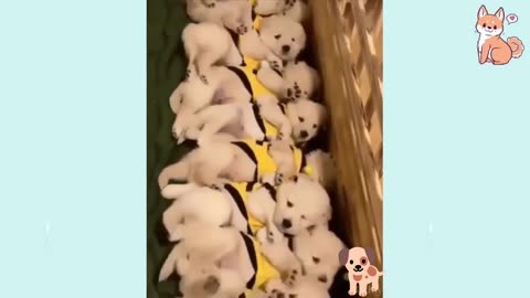 OMG 😱 So beutiful Puppies Sleeping Comedy video 🤣🤣