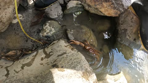 A river crab in Jumbilla, Bongara, Peru