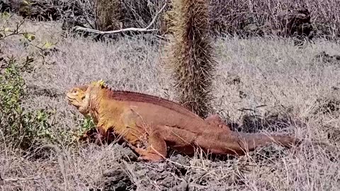 Galapagos ecosystems get boost with yellow iguana relocation