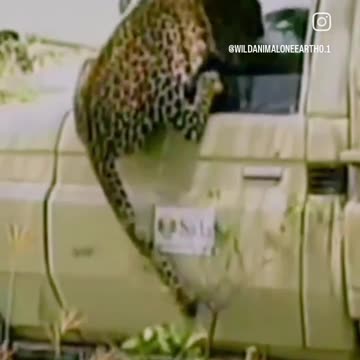 NEVER EVER NEAR TO THE WILD ANIMALS