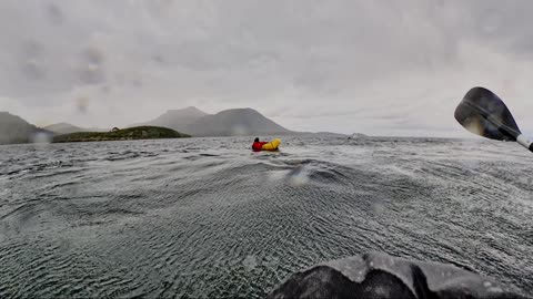 Humpback Whale Briefly Swallows Kayaker