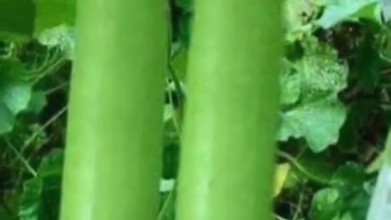 Two benefits of eating bottle gourd