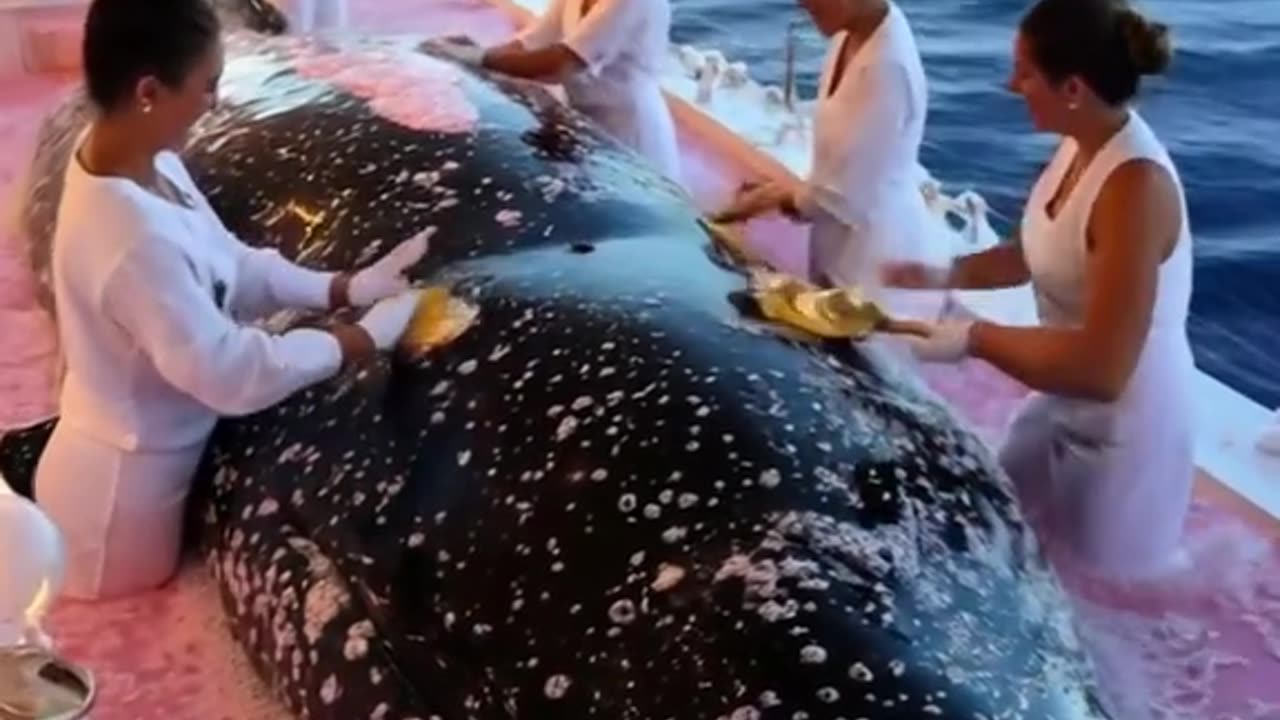 Whale rescue spa day: Removing barnacles for a fresh new start!