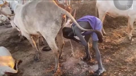 African Rinses Self In Cow Urine (Piss) Shower