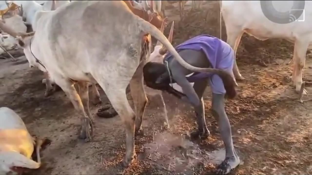 African Rinses Self In Cow Urine (Piss) Shower