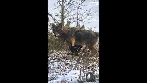 preventing Digger coyote and Cow problems