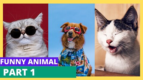 Funny Animal Video - Part 01 | Barking Laughs