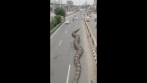 Big Anaconda snake on the Indian Road