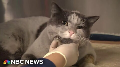 Outpouring of help for animals caught in California wildfires