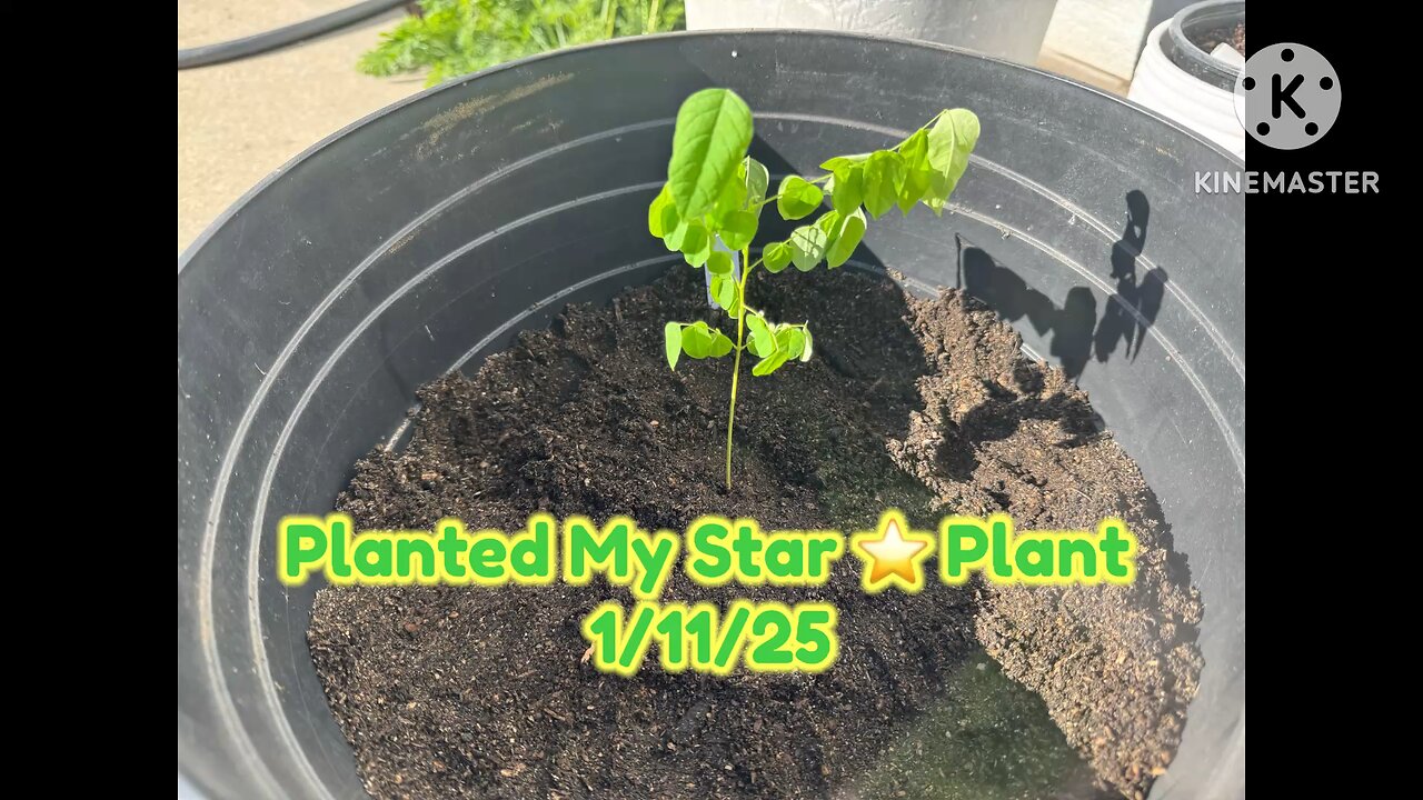 Planted My Star ⭐️ Tree/Plant - 1/11/25