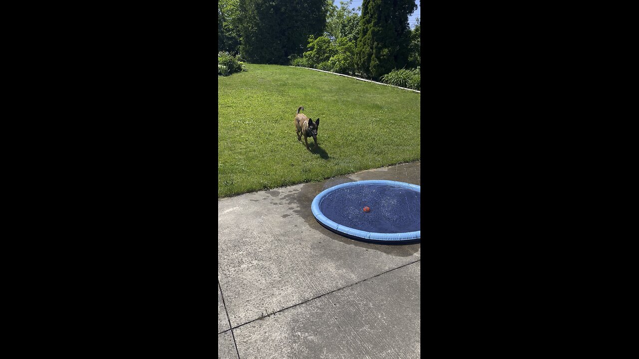 Belgian Malinois Daisy please subscribe