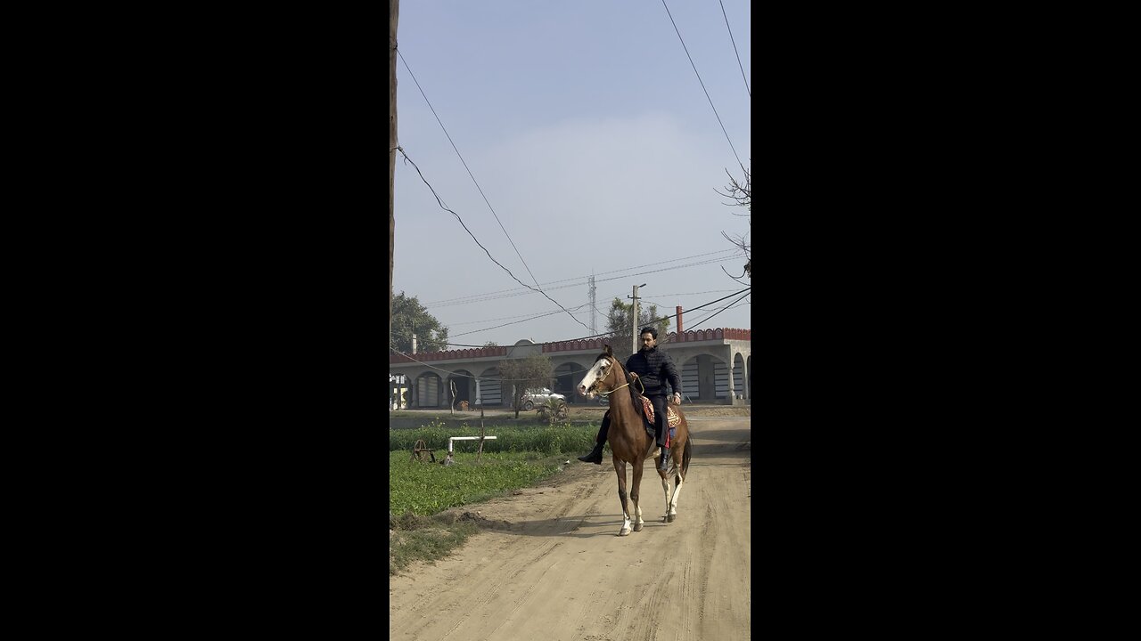 Horse after long time