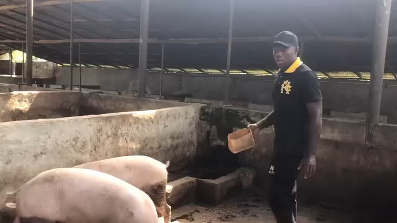 pig farming