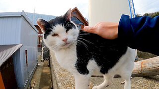 All the cats in the cat house near the port on Cat Island were friendly.