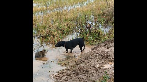 using Dogs on the Trapline