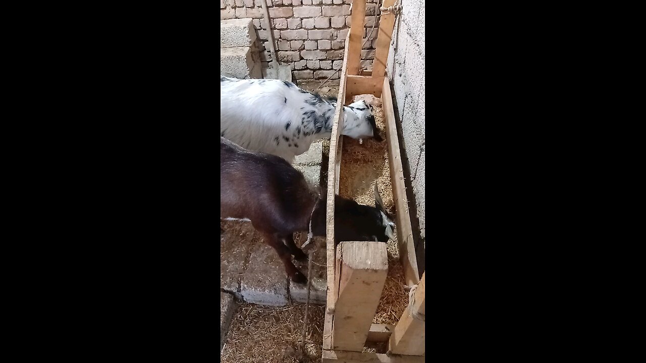 Goats Eating Food | Petstreet