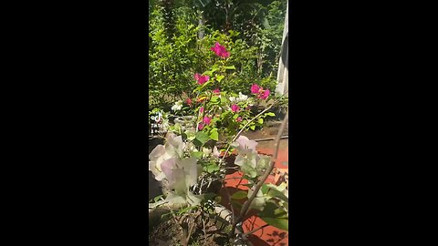 Bougainvillea Flowers