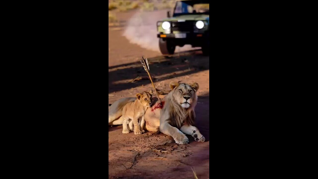 Wounded by a Poacher's Arrow, the Male Lion Finds life in the hands of his rescuers..