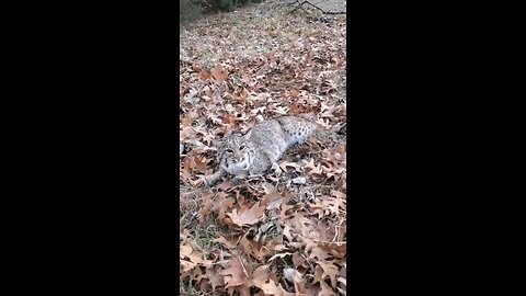 bobcat #3 #trapping,#bobcat