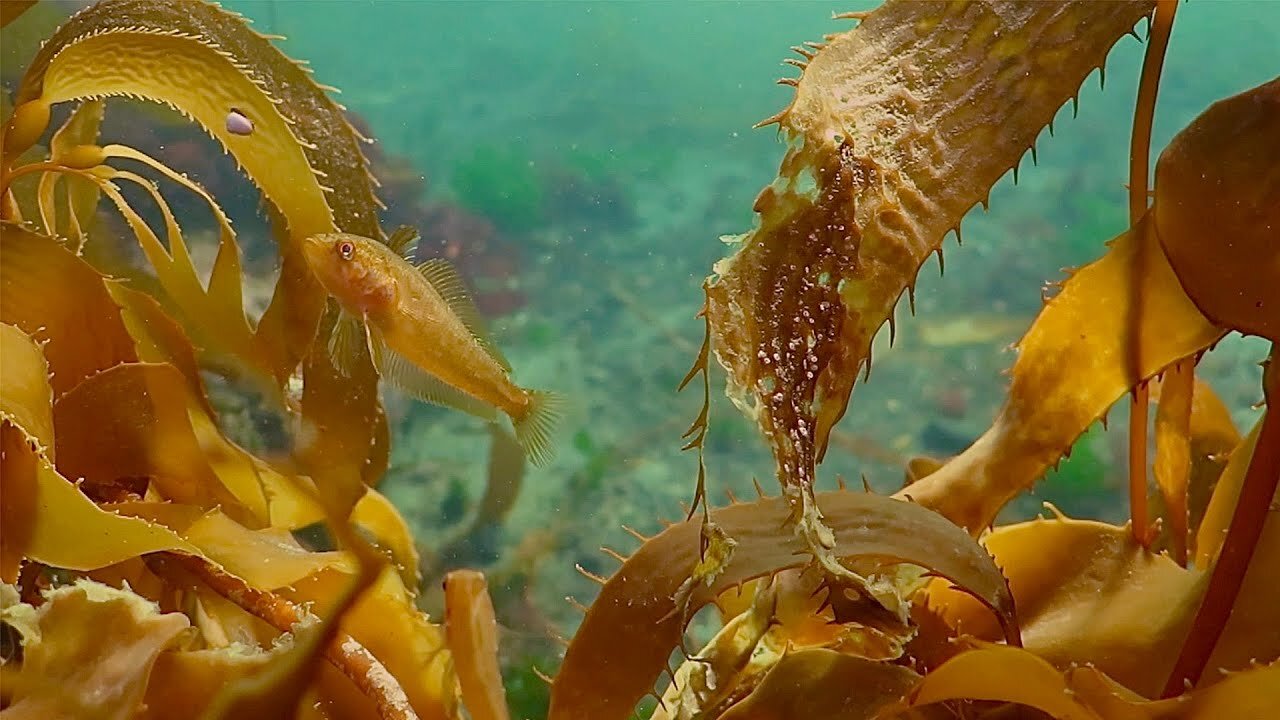 Unwind In Serene Underwater Worlds