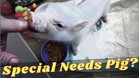 Could OUR Micro Mini PIGLET be SPECIAL Needs