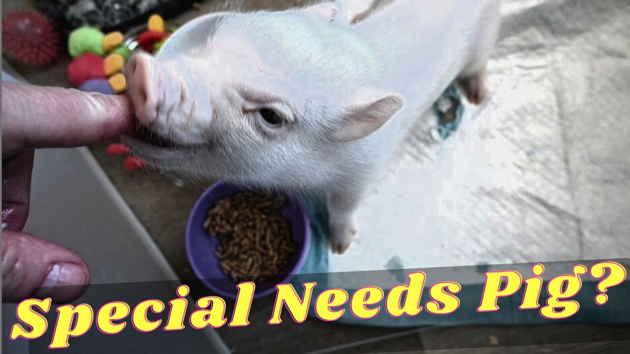 Could OUR Micro Mini PIGLET be SPECIAL Needs