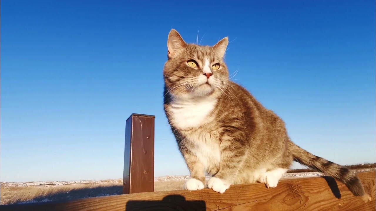 Best Cat Videos of the Decade