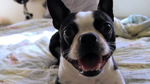 Excited Boston Terrier runs in circles for playtime