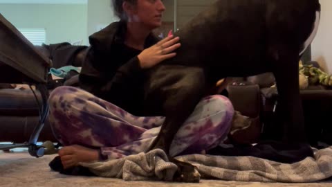 Great Dane Sits On Owner's Back