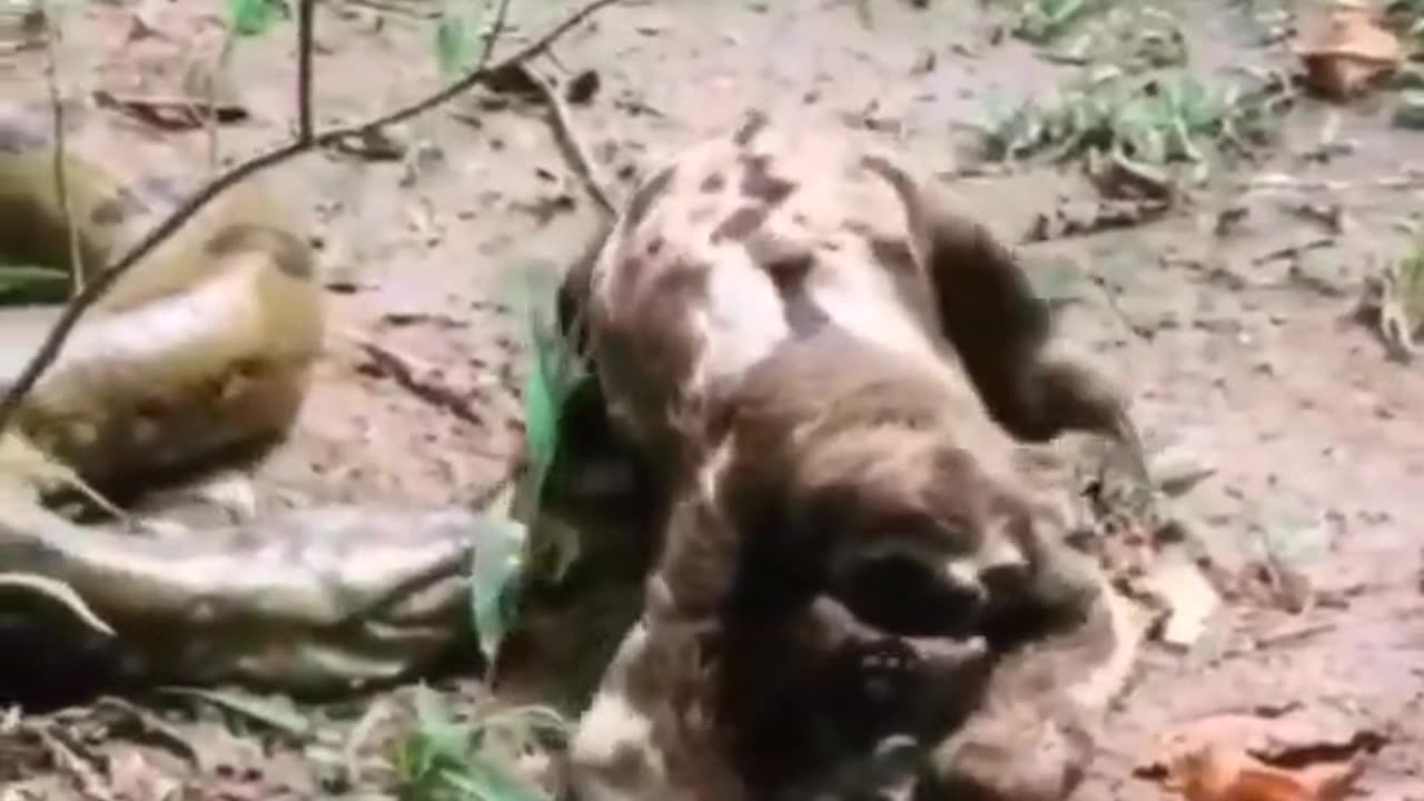 Unleashing Joy | Shocks Series: Heartwarming & Scare Animal Moments You Can’t Miss!#017🐶❤️✨