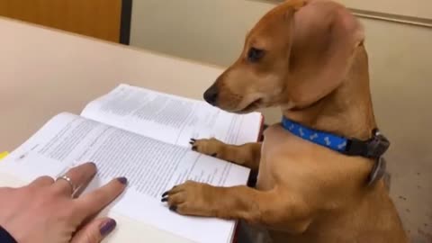 You Can’t Stop Laughing at These Funny Dogs! 🤣🐶 Hilarious NEW Dog Videos Compilation