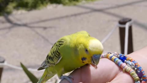 Feeding a bird #birds #bird #parrot